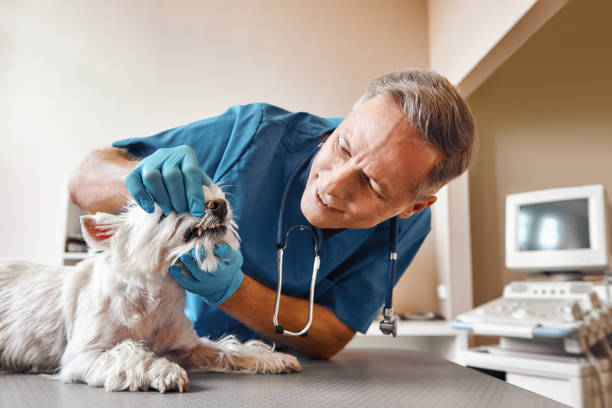 Best Emergency Dentist for Special Needs Patients in Forsyth, MO